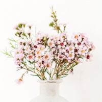 Imagen de FLORES SILVESTRES