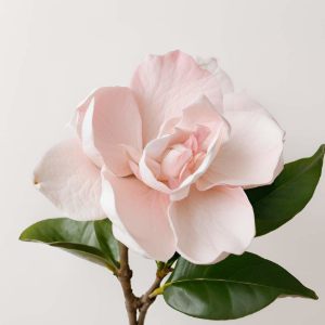Imagen de GARDENIA 100 GRS