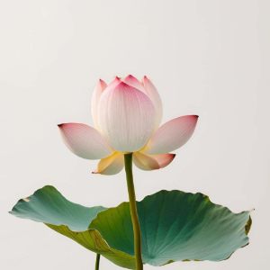 Imagen de LOTUS FRESH 100 GRS
