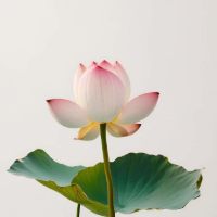 Imagen de LOTUS FRESH 250gr