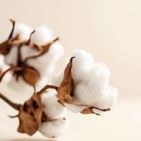 Imagen de COTTON 100 GRS