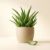 Imagen de ALOE 100 GRS