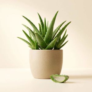 Imagen de ALOE 250 GRS