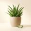 Imagen de ALOE 250 GRS
